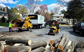 How Our Tree Care Process Works  in  Piedmont, SD